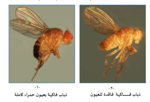 الشكل التوضيحي 6-67