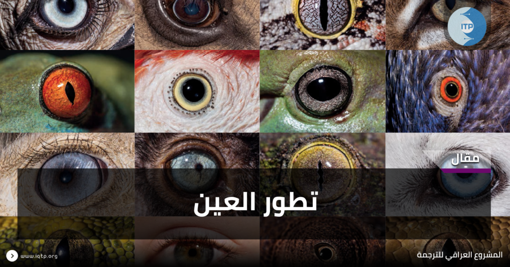 تطور العين - Iraqi Translation Project